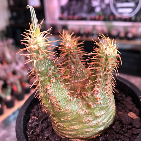 pachypodium gracilius《大きめS size》希少‼︎green肌※現地球発根済株※店主国内管理2年株※ボコボコ立体樹形でwild感強きgreen肌※mad black pot植え