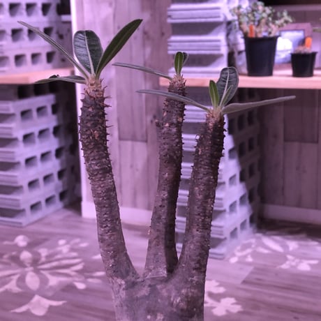 packypodium  roslatum  var.  cactipes《L size》