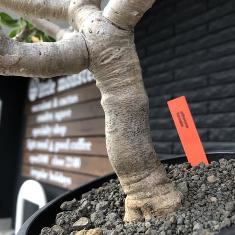 othonna  furcata《XL size》大株最高樹形※現地球発根後店主国内管理10年株※極めて美しい白肌にこの上なき枝振りな渾身の一株※mad black bowl pot植え