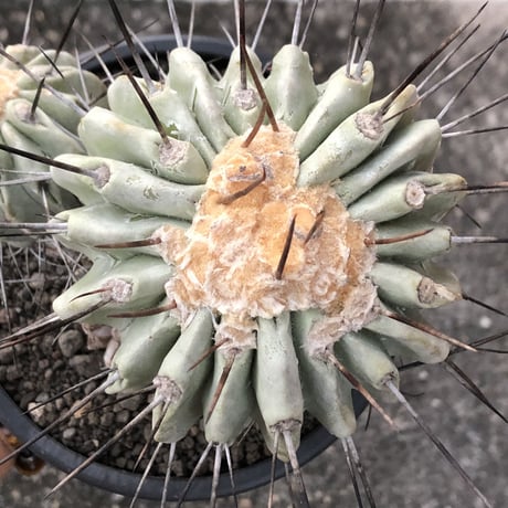 copiapoa cinerea ver.dealbata《L size》※現地球発根後店主国内管理21年株※極上の極みな黒士冠‼︎wild感が堪らない※mad black bowl pot植え