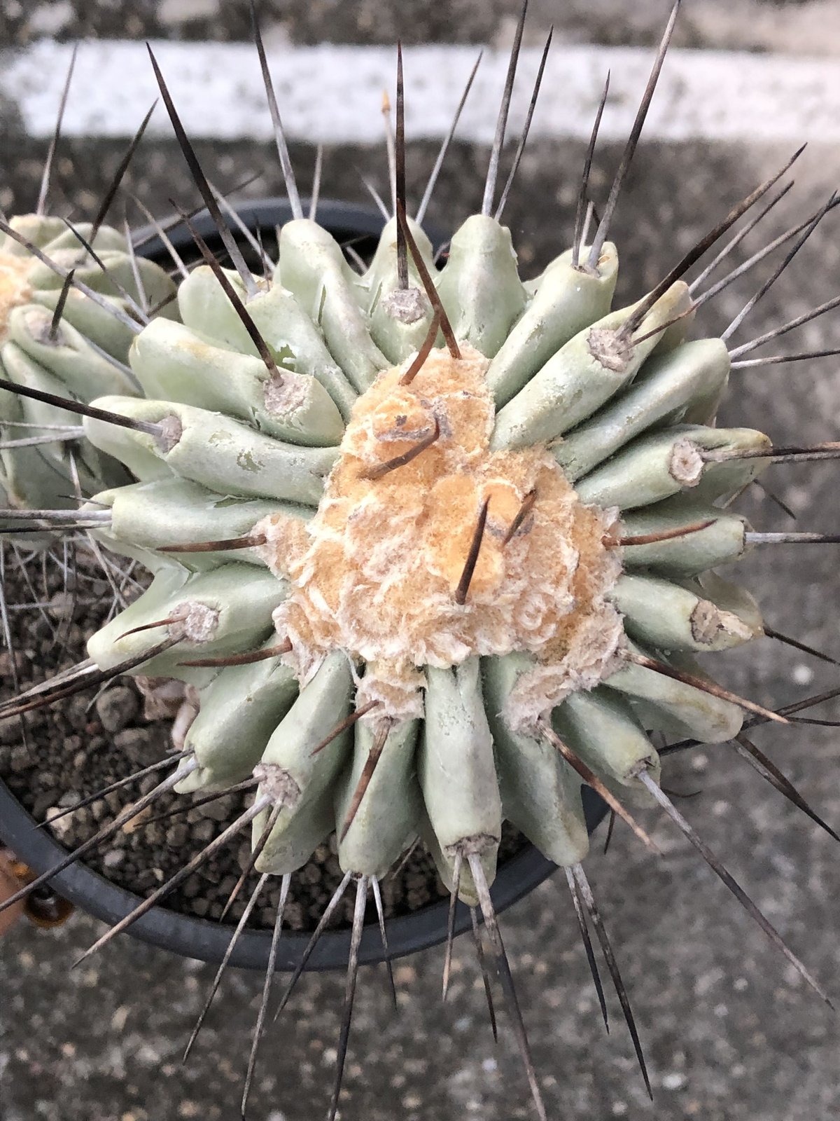 copiapoa cinerea ver.dealbata《L size》※現地球発根後店主国 copiapoa cinerea ver.dealbata《L size》※現地球発根後店主国