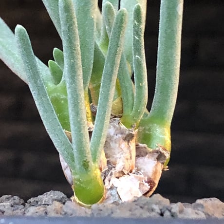 monilaria pisiformis《S size》※現地球発根後店主国内管理2年株※モニラリア属（激希少最上位種）冬型caudex※mad black pot植え