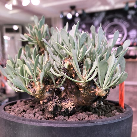 othonna   euphorbioides《L size》black肌※三分頭な最高balance株‼︎ウェイトが下にある堪らない樹形※mad black marble bowl pot植え