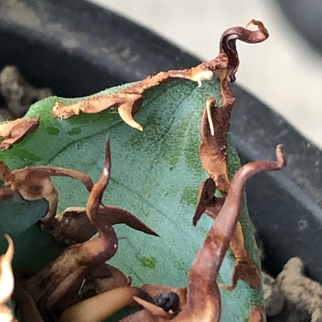 agave titanota  白鯨陽炎type《S size》※現地球株発根済 ⑤※唸り良き鋸歯に幅広肉厚タイプ※black pot植え