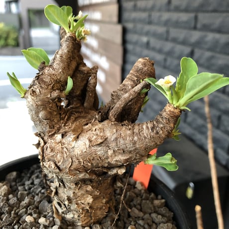 euphorbia    itremensis《M size》おススメ株‼︎   mad  black  pot植え