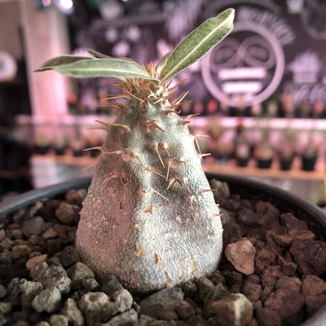 packypodium  eburneum《S size》※現地球発根済株※かわいいサイズ感で個体差としてツル肌の子‼︎輸入株らしい装い‼︎※mad  black  bowl pot植え