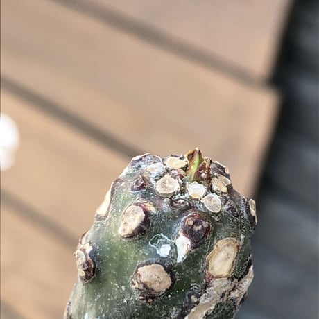 euphorbia  pachypodioides《大きめS size 》※現地球発根後店主国内管理3年株※ボコボコ肌まん丸球体樹形‼︎大変人気者な球体株※mad black bowl pot植え