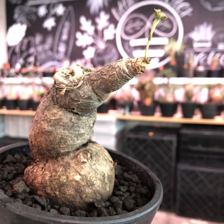euphorbia subapoda《L Lsize》※肌質も特化しており、エグ過ぎるほどbigなwildスバポダ‼︎驚愕monster株‼︎※mad  black pot植え
