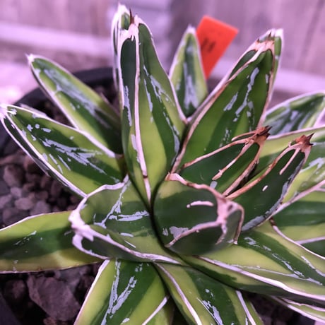 agave   victoria-ieginae  f.varieg. kizan《M  size》子吹き２つ   mad  black  pot植え