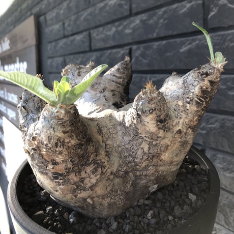 pachypodium  eburneum《LL size》※現地球発根後店主国内管理8年株※エブレらしい樹形に極wild装いの存在感抜群なimpact株※mad black bowl pot植え