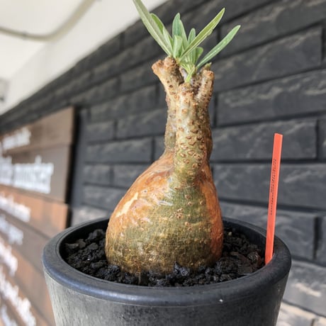 pachypodium gracilius《大きめS size》希少‼︎green肌＆現地焼け肌※現地球発根後店主国内管理2年株※かわいい樹形に荒々しい現地焼けも魅力※mad black pot植え