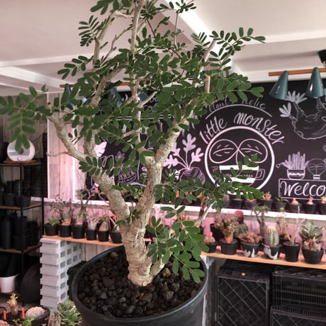 senna  meridionalis《 L  size》※現地球発根済株※店主国内管理3年株※極上の美しさと樹形バランスを持つセンナ‼︎幹幅も太く大変良株のためオススメ株‼︎※tall pot植え