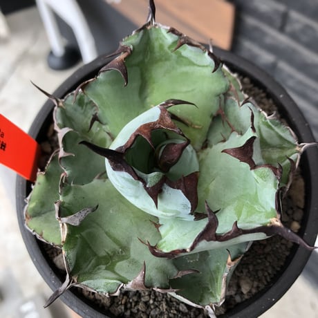 agave titanota black&blue 強棘《M size》選抜株※現地球株発根済※極めて纏まり締まり良き厳つさが堪らないワイルド株※mad black pot植え