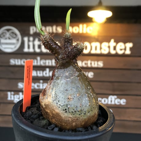 pachypodium gracilius《大きめS size》希少ニ頭枝green肌 ※現地球発根済株※店主国内管理2年株※球体&A面green肌B面現地焼け肌※mad black pot植え