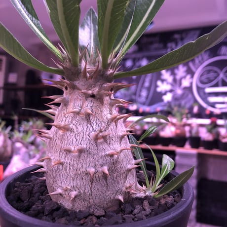 packypodium  horombense  littmon seed🌱《L size》※たっぷり水飲み年月をかけ作り込んだ特大リトモン実生ホロン‼︎※オススメ株※mad black pot植え
