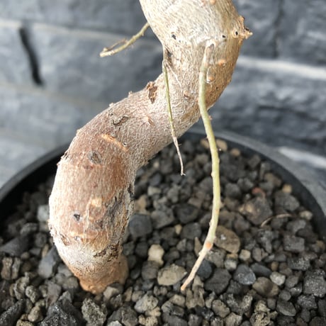 adansonia  digitata （バオバブの木）《M size》 ※発根済株※冬季もしっかり管理した小さめでも丈の締まった成長が大変楽しみなバオバブ※mad  black  pot植え