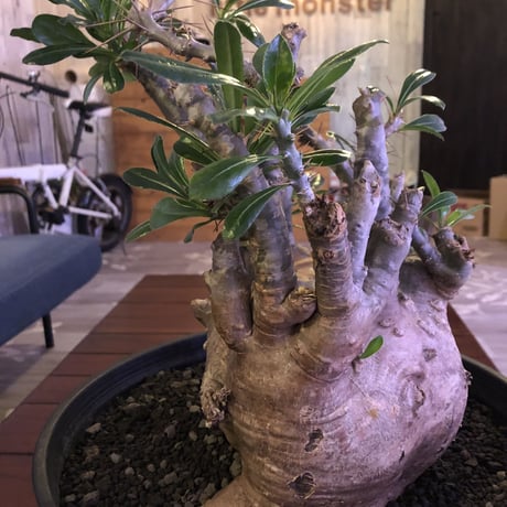 packypodium   saundersii（XL size）※現地球発根済み株‼︎  ※木質化した表皮と躍動感ある枝ぶり‼︎