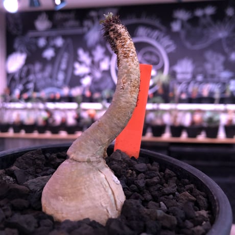 euphorbia ramena《M size》※大変綺麗な肌質に小さめながらぽっこり塊根な短枝ラメナ‼︎希少南アフリカ物※mad black bowl pot植え