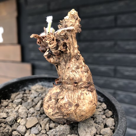 pelargonium triste《大きめM size》※現地球発根後店主国内管理1年株※特化したピーナッツ見たく表皮が朽くしきった艶あるツル肌を持つ一株※mad black pot植え