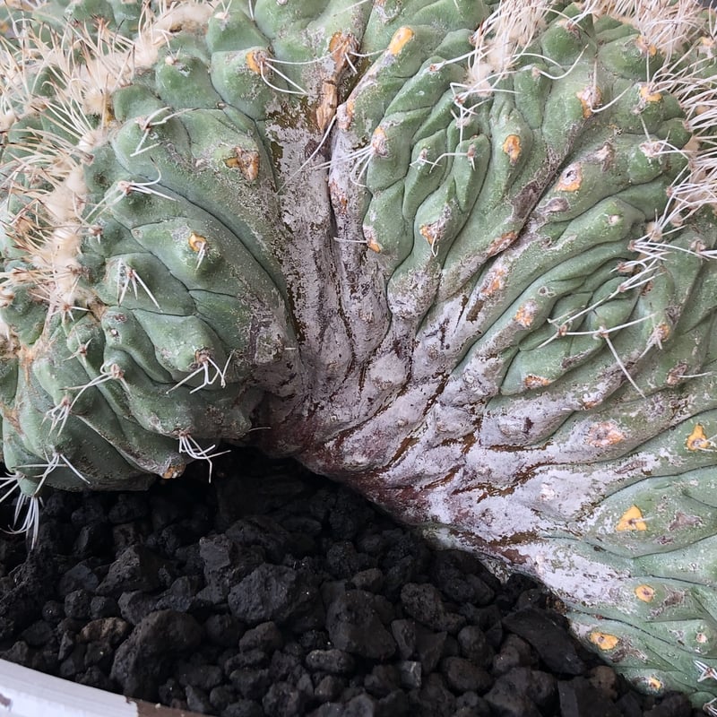 strombocactus 白棘菊水綴化群生《XL size》驚愕激希少‼️現地球
