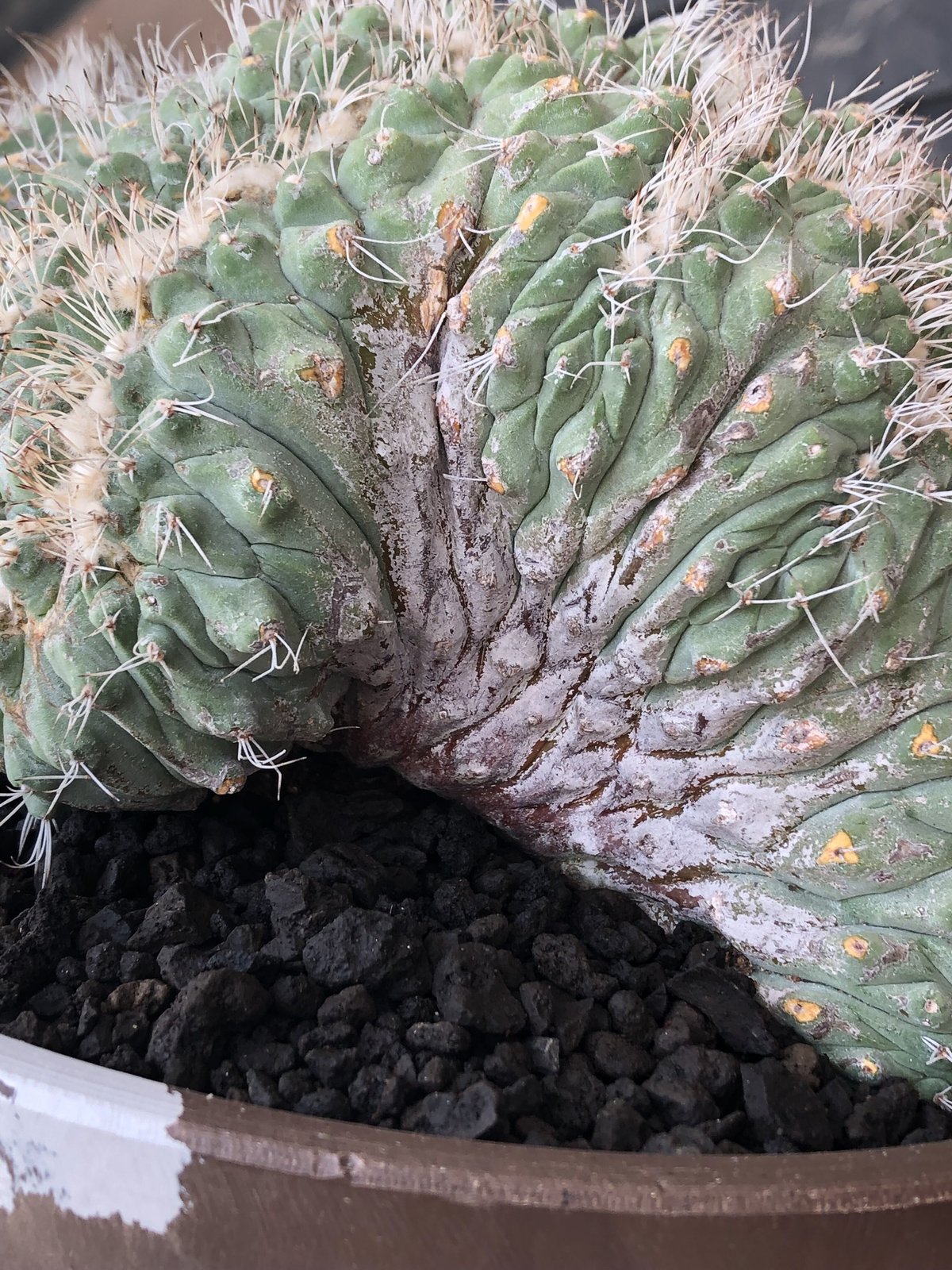 菊水　綴化株 strombocactus 白棘菊水綴化群生《XL size》驚愕激希少‼️現地球