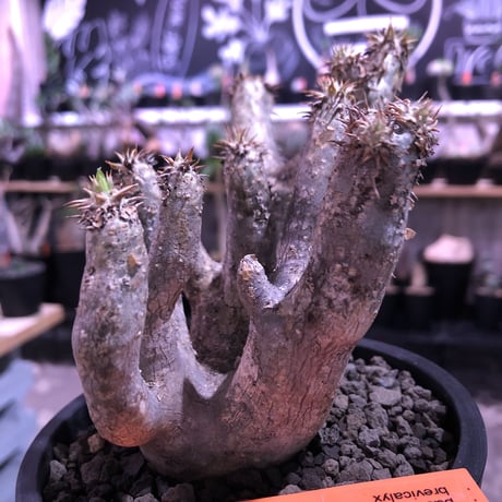 packypodium brevicalyx《大きめS size》激希少‼︎※現地球発根済株※流通しない山獲りモノ！枝のみ展開する樹形‼︎カリックスらしさ感じる激レア株※mad black pot植え