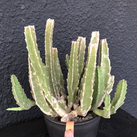 stapelia《L size》
