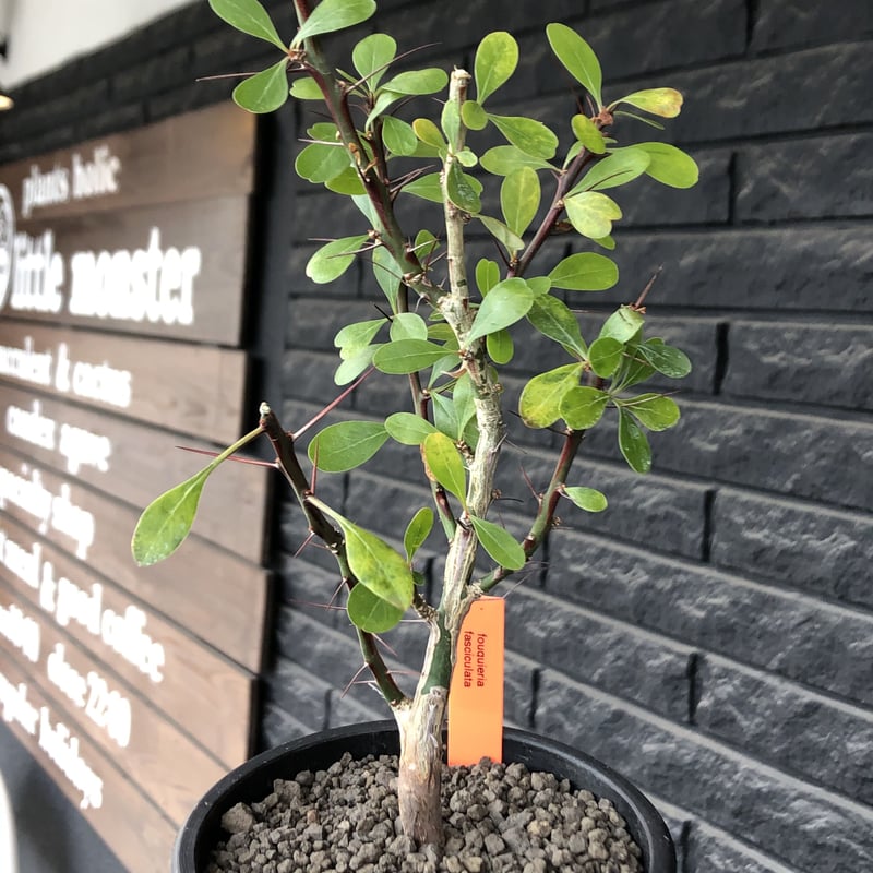 fouquieria fasciculata《M size》驚愕‼︎激希少種※現地球発根後 fouquieria fasciculata《M size》驚愕‼︎激希少種※現地球発根後