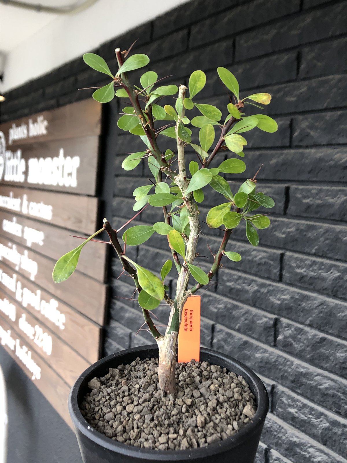 fouquieria fasciculata《M size》驚愕‼︎激希少種※現地球発根後店