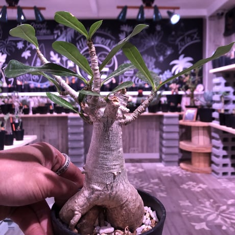 adenium    socotranum  《M  size》