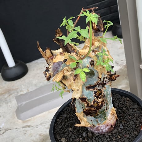 commiphora  holtziana《LL size》驚愕‼︎極太株※現地球発根後店主国内管理3年株※灌木が故の渋さ佇まいが堪らない渾身の極太wild株※mad black bowl pot植え