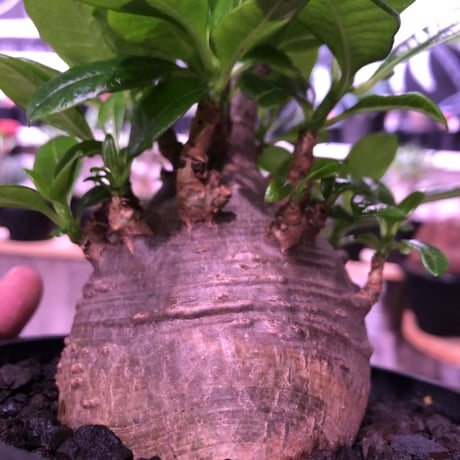 packypodium  decaryi 《 L  size》希少size‼︎ ※現地球発根済み　株元から珍しい程枝を出すでっぷり株‼︎※mad black pot植え