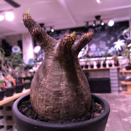 packypodium  gracilius《M  size》※現地球発根済株※新芽もお目覚め球体選抜株‼︎短枝おすすめグラキ‼︎※mad black pot植え