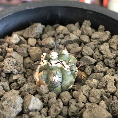 copiapoa   cinerea  黒王丸《S size》※現地球株カキ仔自根株※現地球のDNAを引き継いだカキ仔良樹形株※mad black pot植え