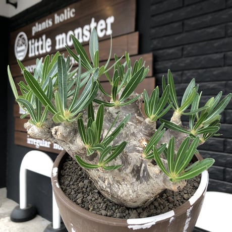 pachypodium brevicalyx 《XL size》※現地球株発根済※bigサイズ‼︎低重心半端なき枝振りも堪らない※brown marble bowl pot植え