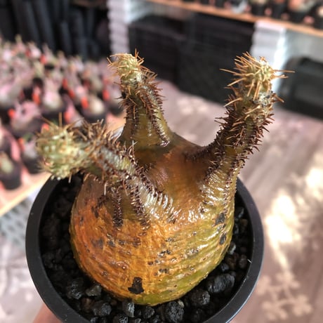 pachypodium  gracilius《M size》サビ加工的表皮※現地球発根済株※店主国内管理3年株※大変渋カッコ良く錆加工みたく荒い装い※mad black pot植え