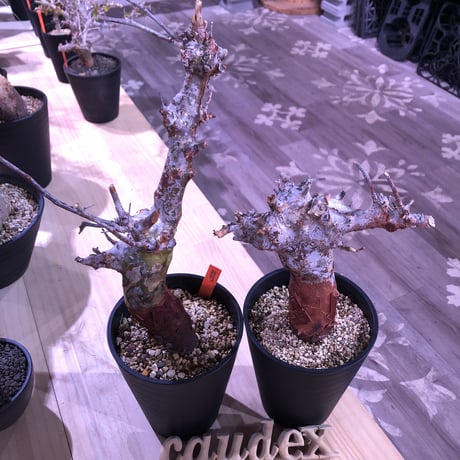 commiphora   orbicularis《 M  size》発根済み株！剪定済み‼︎※balance良きコミフォラ希少種‼︎赤肌オルビクラリス‼︎※激オススメ株‼︎※限定2株‼︎