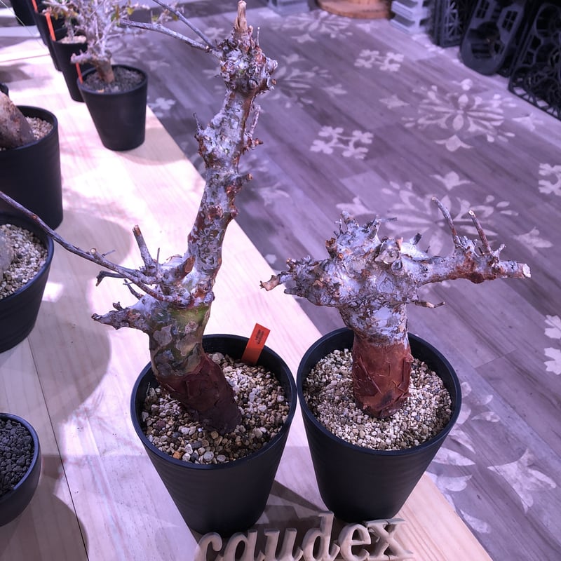 commiphora orbicularis《 M size》発根済み株！剪定済み‼︎※