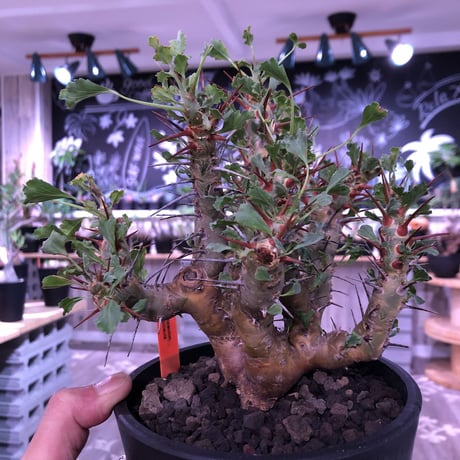 sarcocaulon   crassicaule《L  size》※冬型caudex‼︎   ※mad  black  pot植え