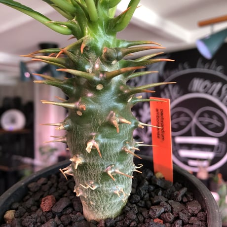 packypodium  ambongense  littmon seed🌱《M  size》※希少高きアンボンゲンセ‼︎激オススメ株※mad black pot植え