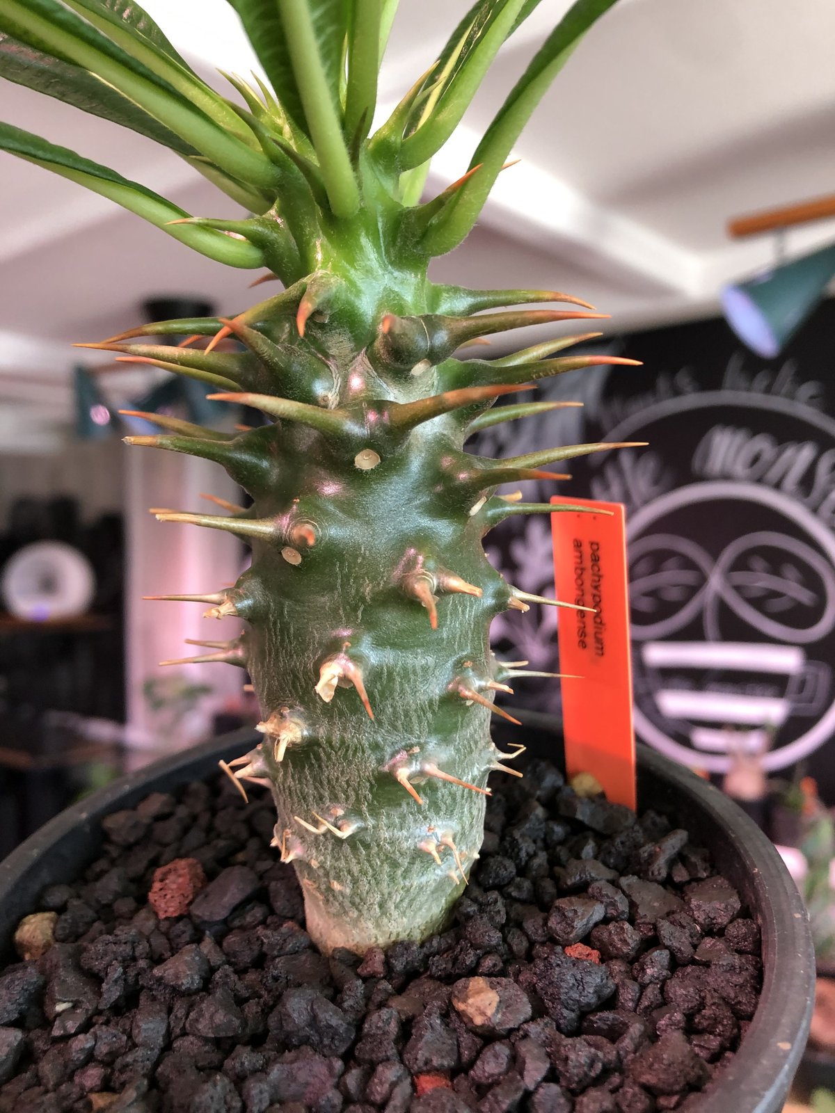 アンボンゲンセ packypodium ambongense packypodium ambongense littmon seed🌱《M size》