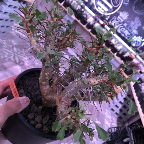 sarcocaulon   crassicaule《L  size》※冬型caudex‼︎   ※mad  black  pot植え