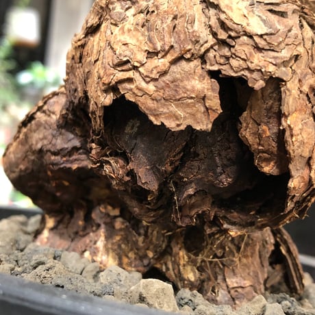 pelargonium  triste《XL size》※現地球株発根済※とびきり巨岩のトリステ‼︎更に丸みも強く伸びておらず良樹形な一株‼︎※black bowl pot植え