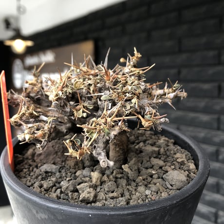 sarcocaulon  vanderietiae《大きめM size》※現地球発根後店主国内管理3年株※希少春秋型種‼︎weight低く枝間密な纏まり良き一株※mad black pot植え