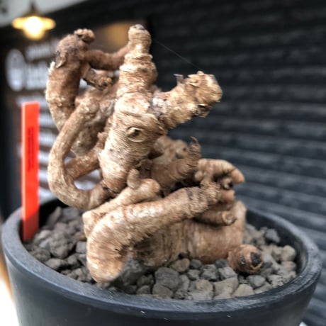 euphorbia itremensis《L size》※現地球株発根済②※大きめ且つバランスも良き激しい枝振りが堪らないイトレ※black pot植え