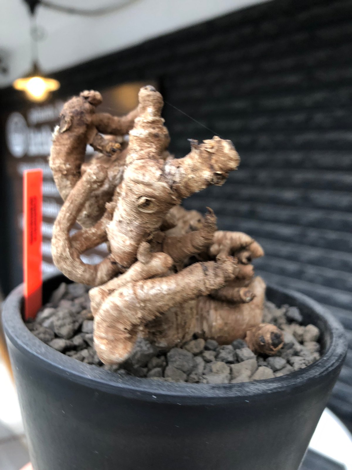 euphorbia itremensis《L size》※現地球株発根済②※大きめ且つバランス