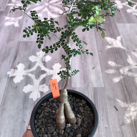 opercullicarya   decaryi  littmon  seed🌱  《4年株》mad  black  pot植え （限定3株）