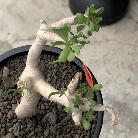 othonna furcata《大きめS size》極白肌株※現地球発根後店主国内管理3年株※これから年々増える枝振りに期待できる極美白肌株※mad black pot植え