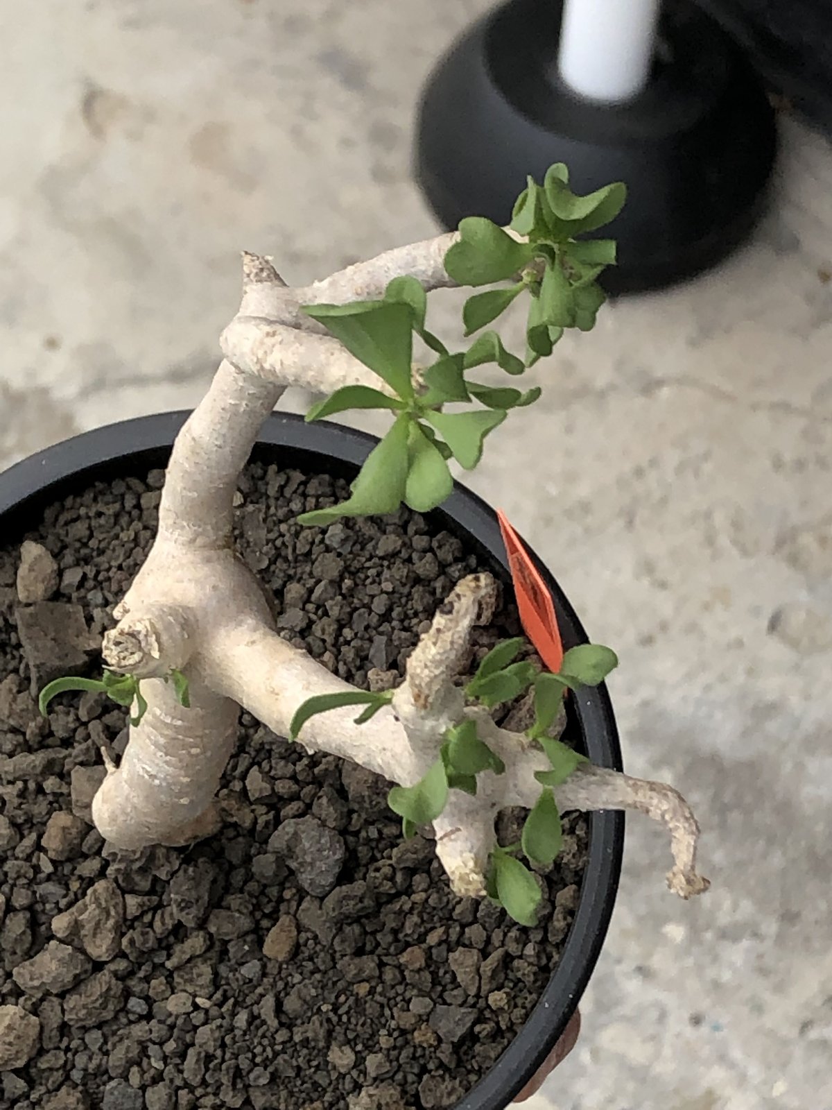 othonna furcata《大きめS size》極白肌株※現地球発根後店主国内管理3