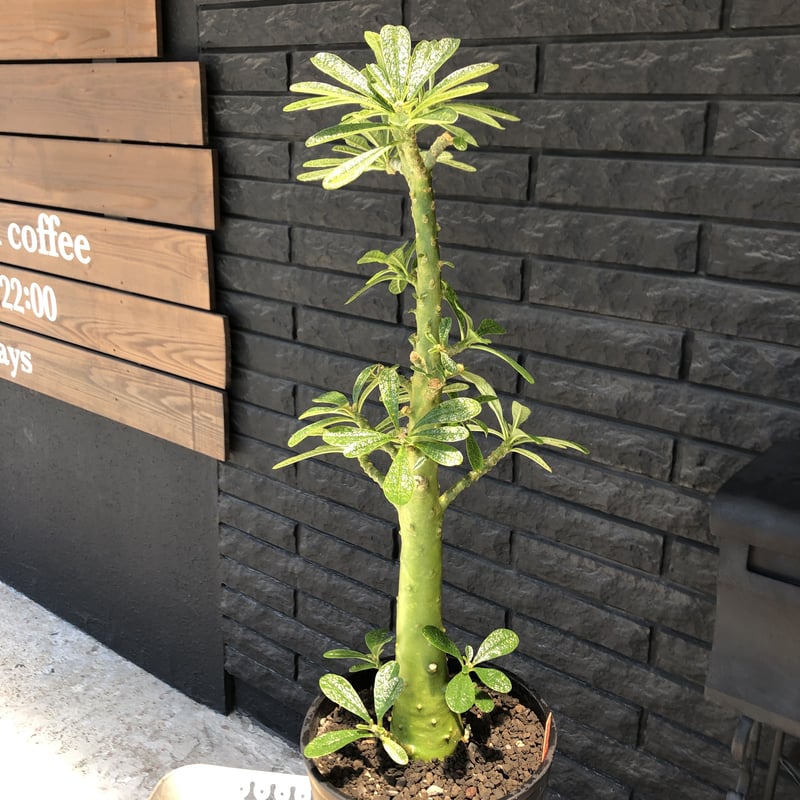 極美 超大株 ドルステニア ギガス 現品限り】ドルステニア・ギガス 実生【D21】 Dorstenia gigas